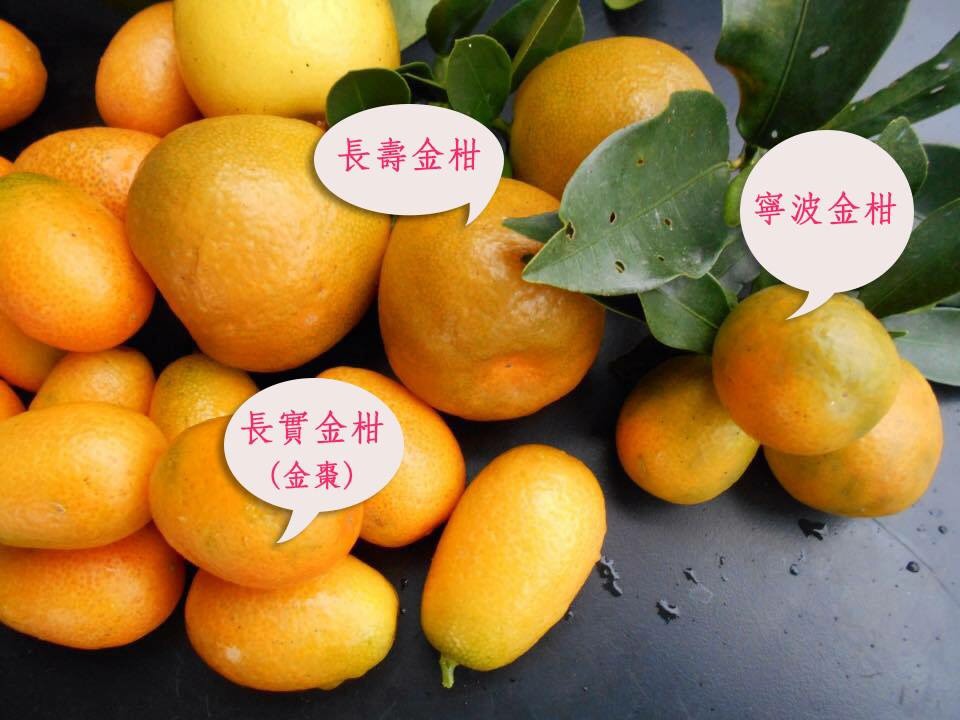 宁波金柑(有机验证)1斤