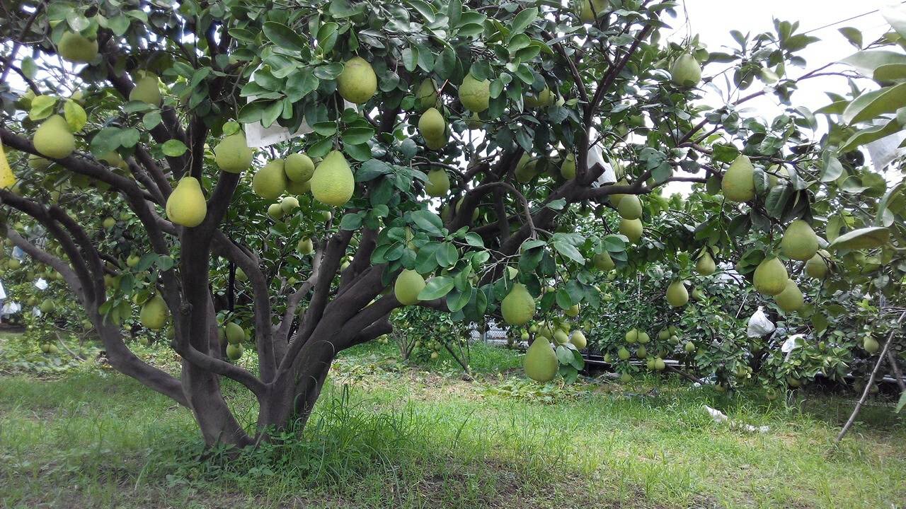 自然屋